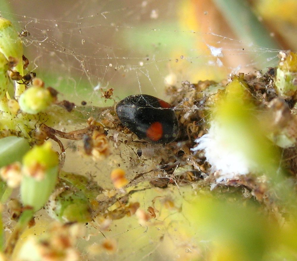 Nephus sp?